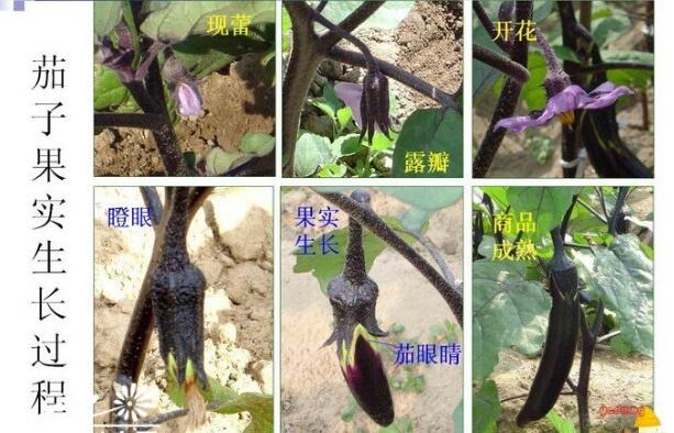 肉沫茄子的茄子怎么切_茄子互传_茄子炒蛋的茄子炒多久