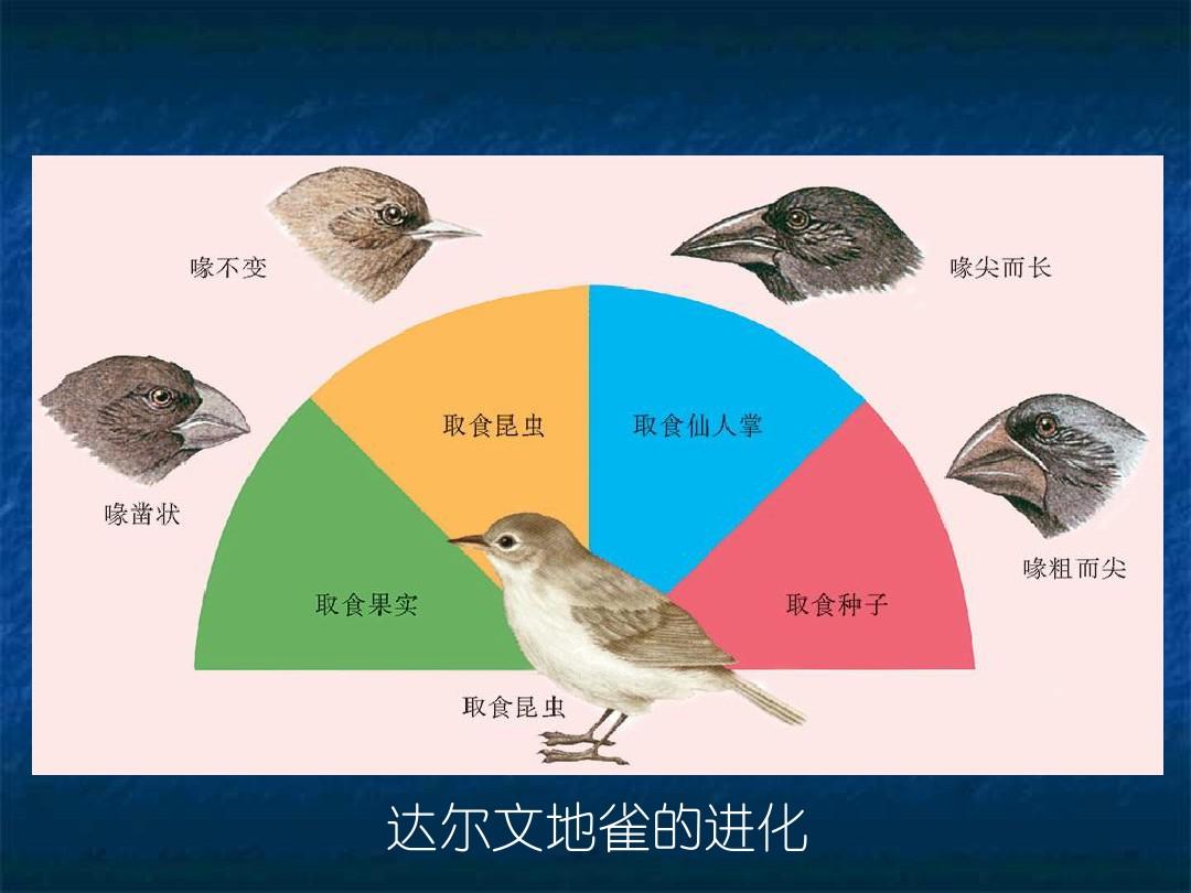 pokemmo鸭宝宝进化_鸭宝宝进化_口袋妖怪鸭宝宝进化