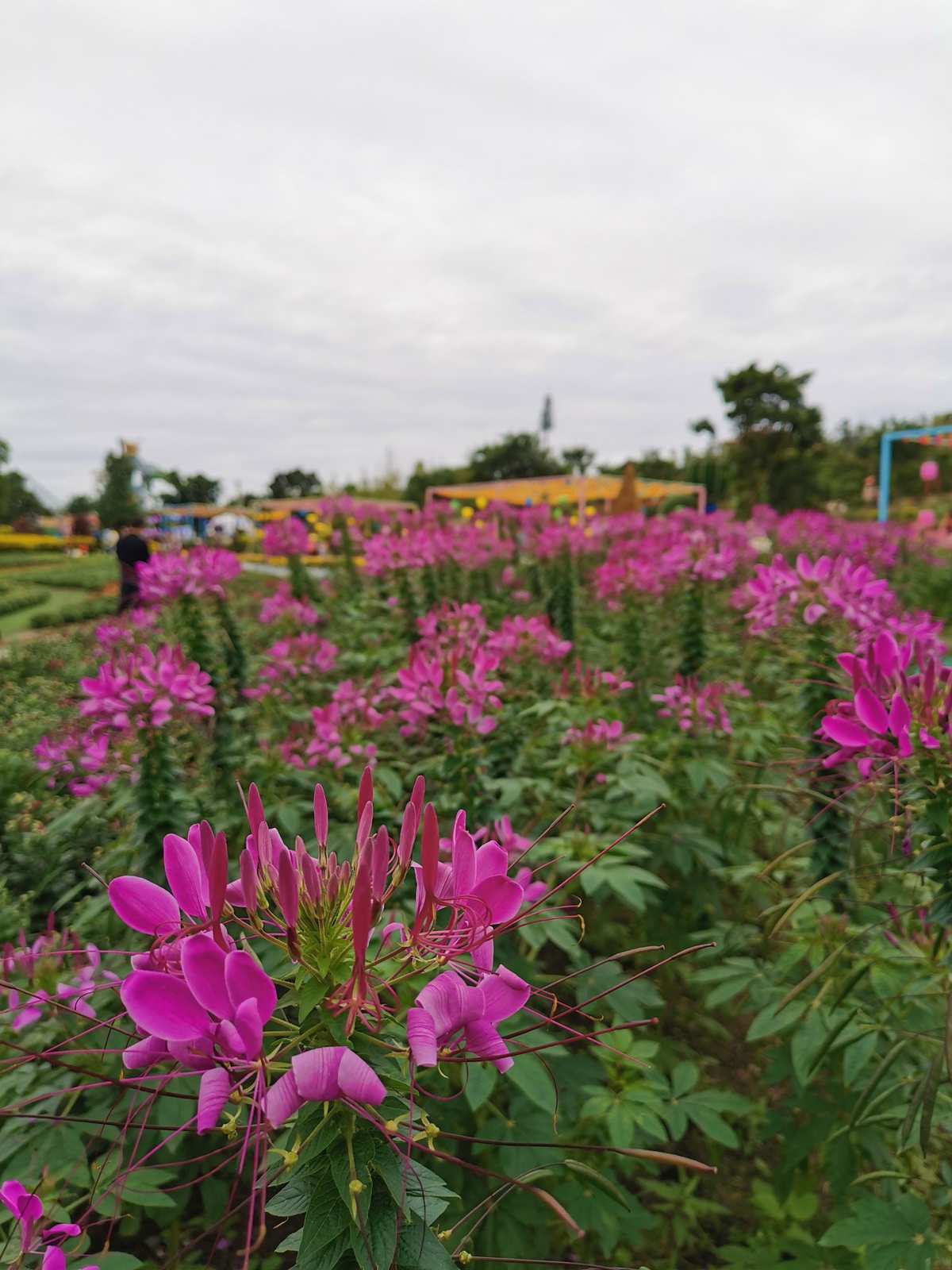 百花谷技能_仙域百花谷加点_百花谷怎么加点