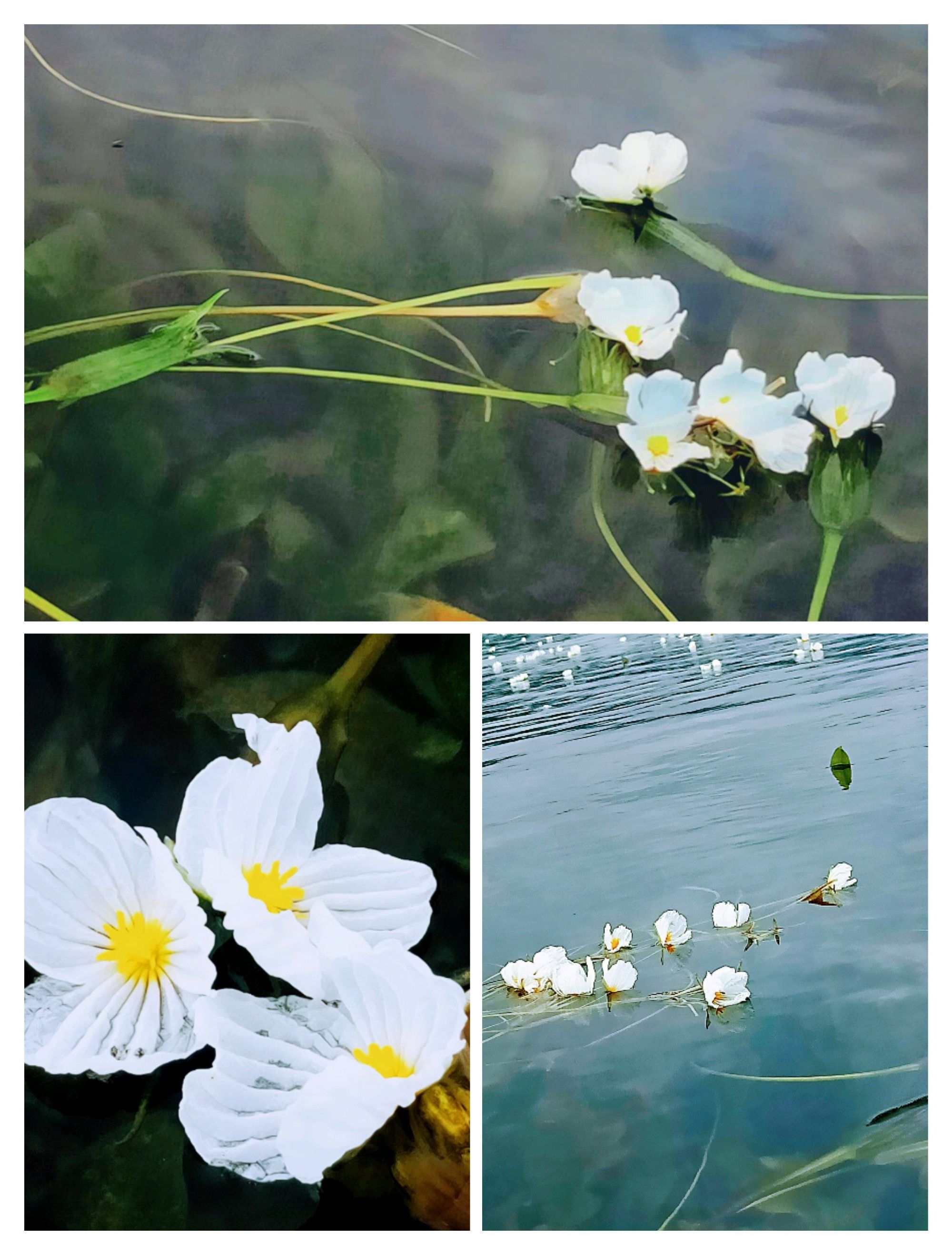 柳叶白菀_菀儿皇后_白菀