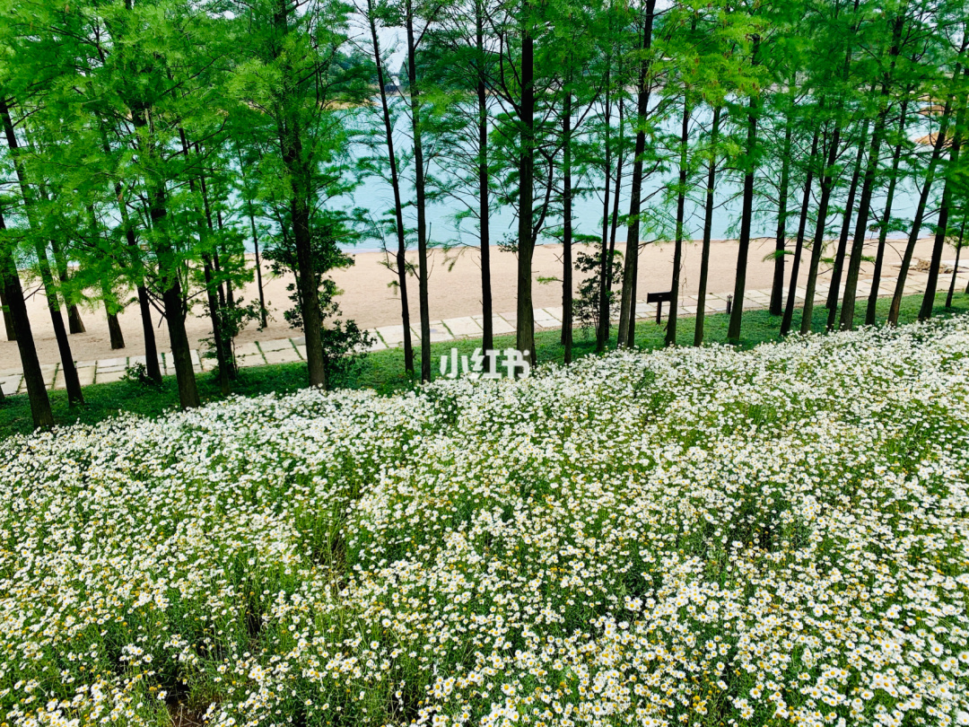 柳叶白菀_菀儿皇后_白菀