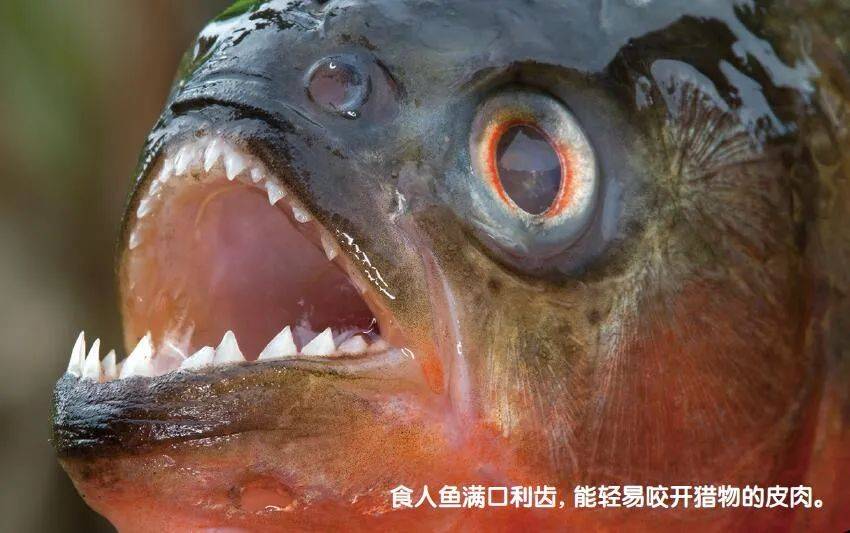 腐殖之牙在哪里接_腐殖之牙触发_原神腐殖之牙任务怎么做