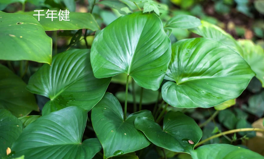 膝丸_膝丸_膝丸
