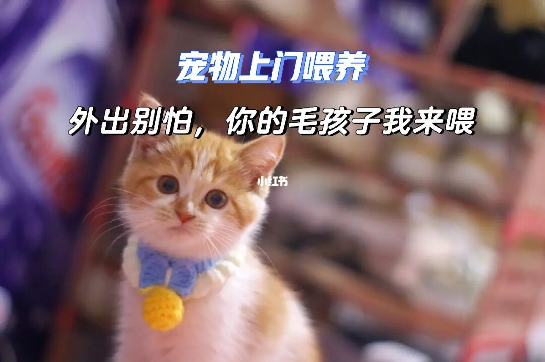 我的世界怎么驯服猫_猫驯服历史_猫驯服人类