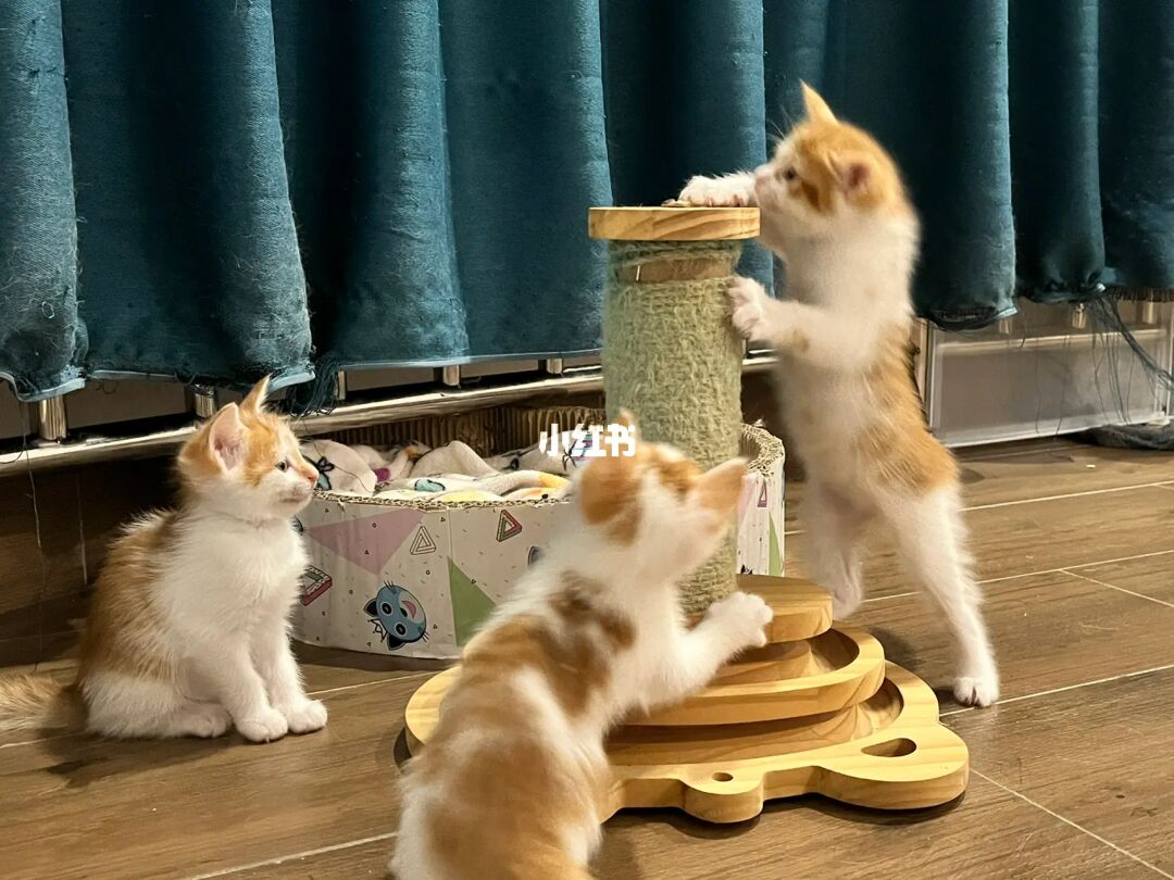 猫驯服人类_猫驯服历史_我的世界怎么驯服猫