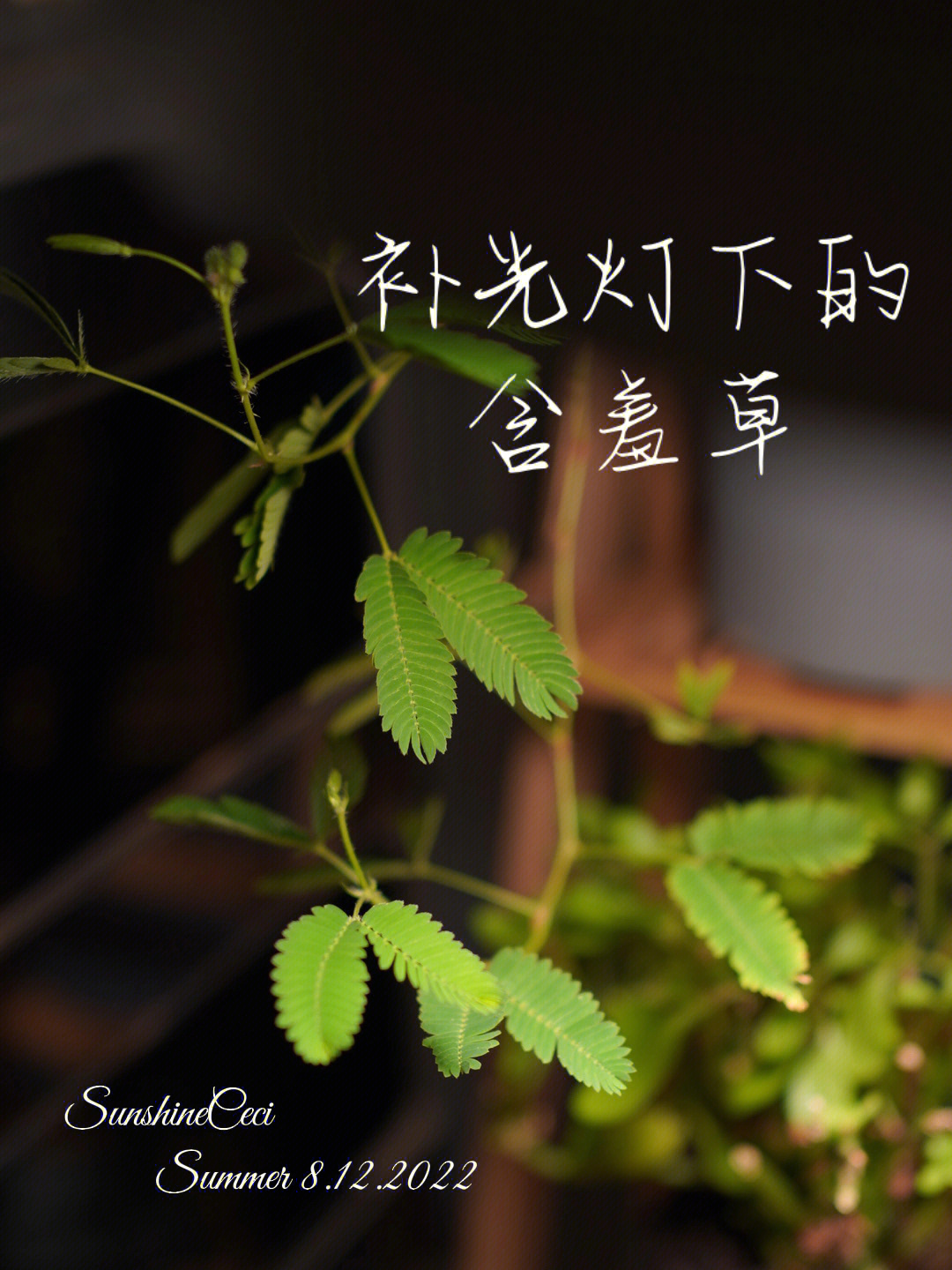 含羞草成长的视频_腾讯视频会员成长值_财富故事沃尔玛成长视频第一集