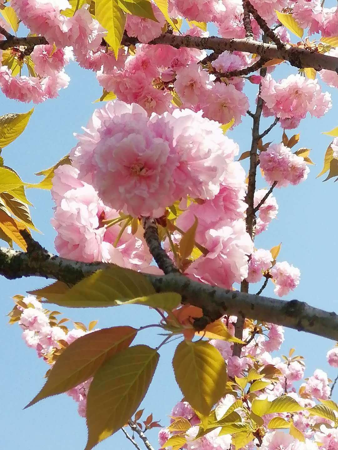 紫萍的图片_杨紫萍老公_紫萍
