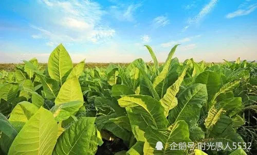 咸阳烟草新商盟订货_榆林新商盟网上订烟_榆林烟草新商盟