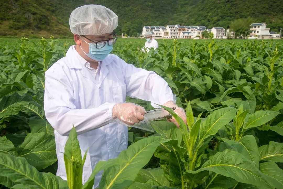 榆林烟草新商盟_榆林新商盟网上订烟_咸阳烟草新商盟订货