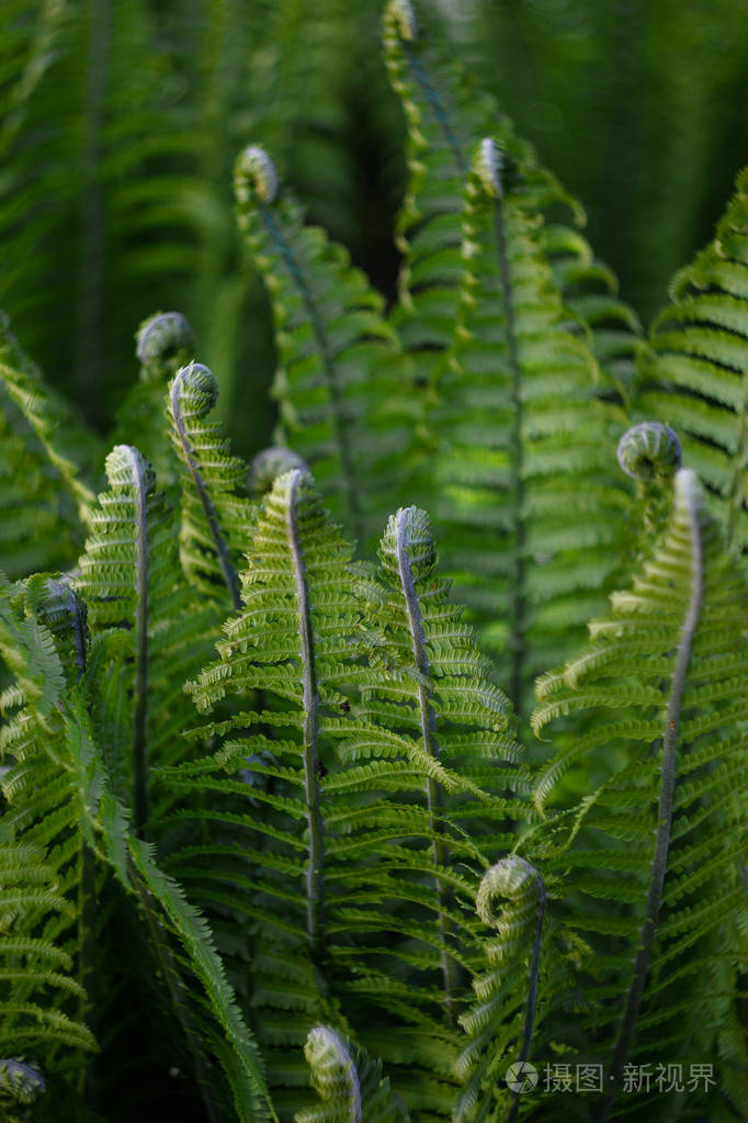 森林植物资源学就业方向_森林植物_森林植物图片