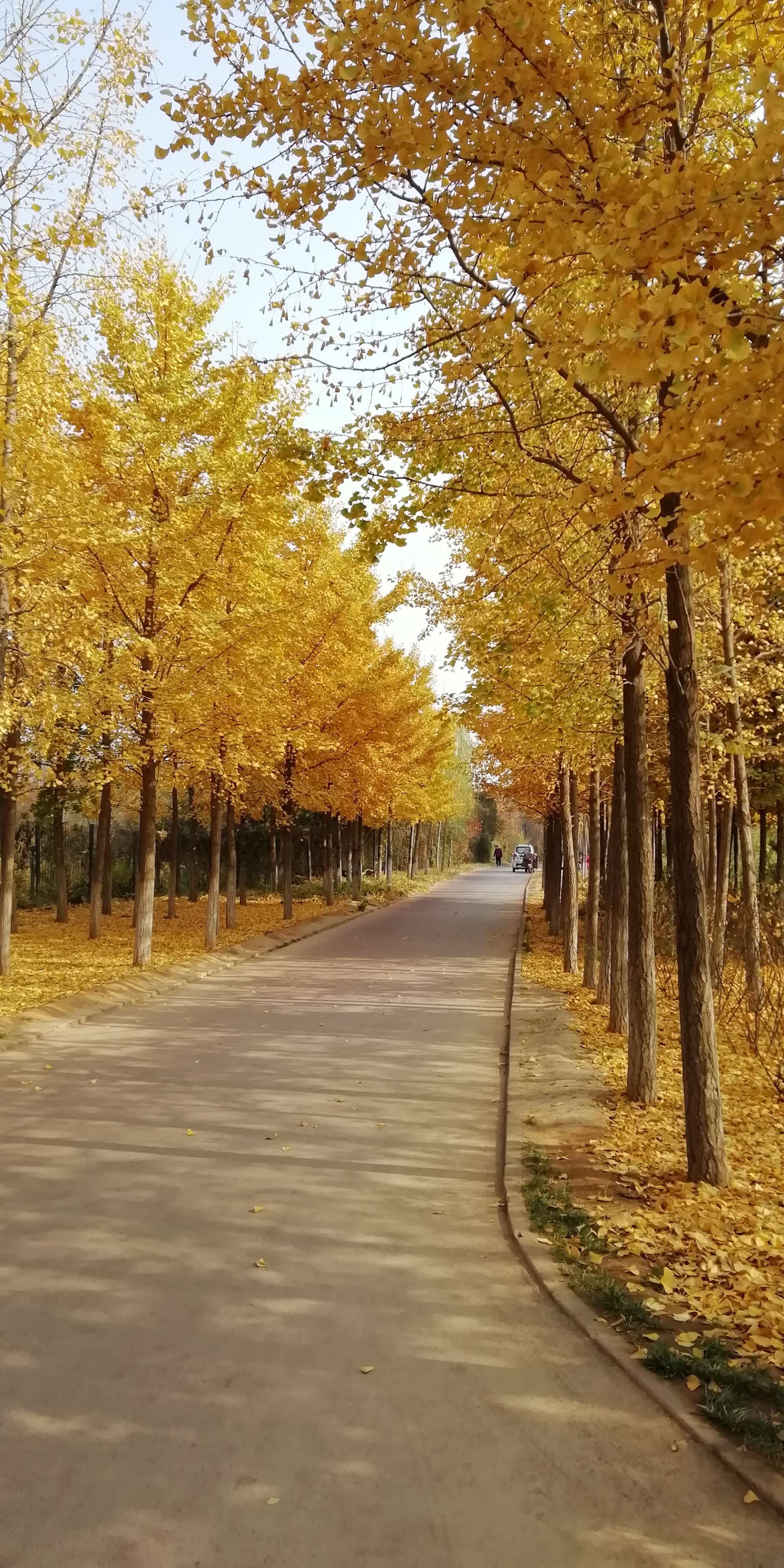 叶凝薄寒年的小说免费阅读全文_若叶_叶辰萧初然