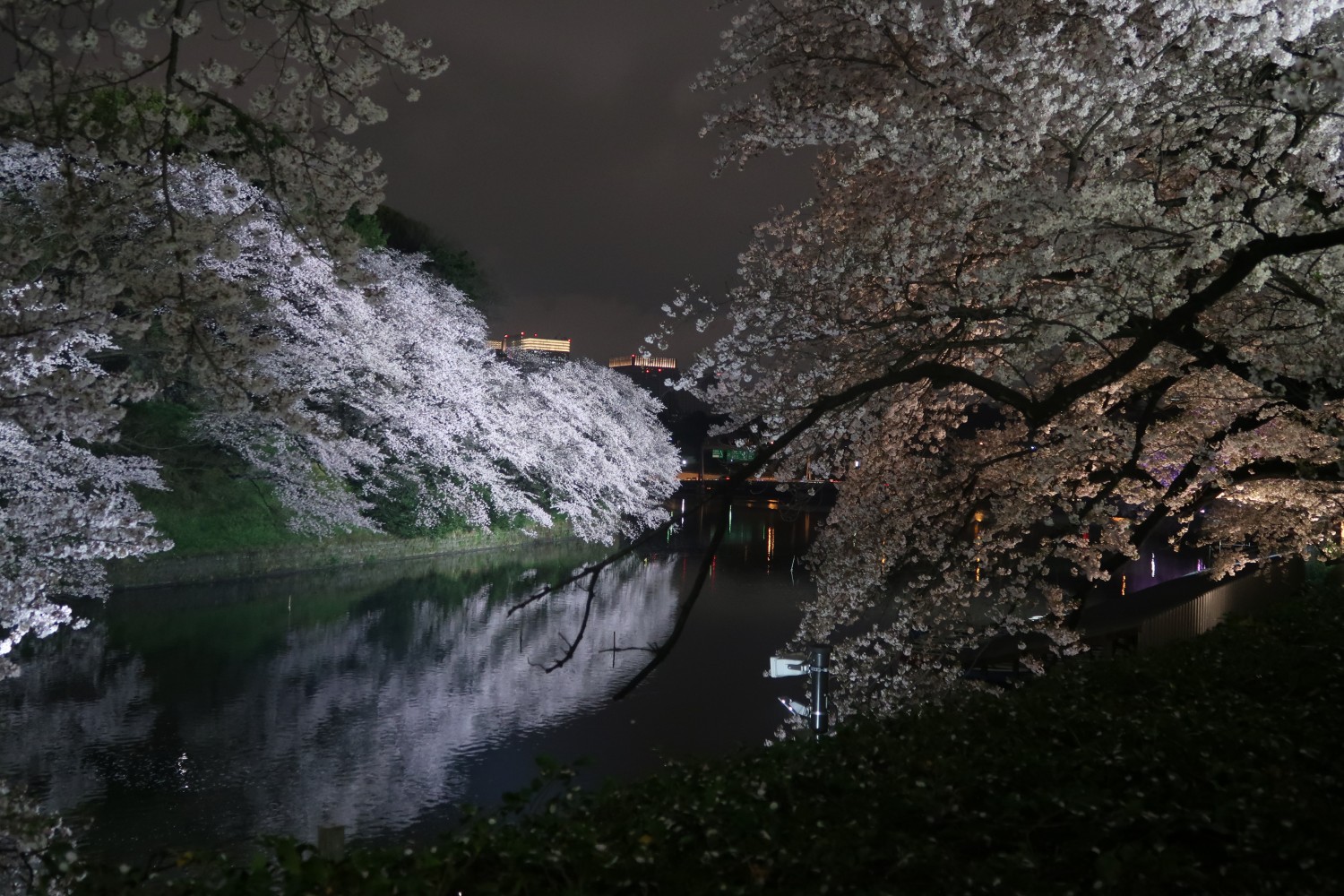 冰雪北国，樱鳟花间追逐