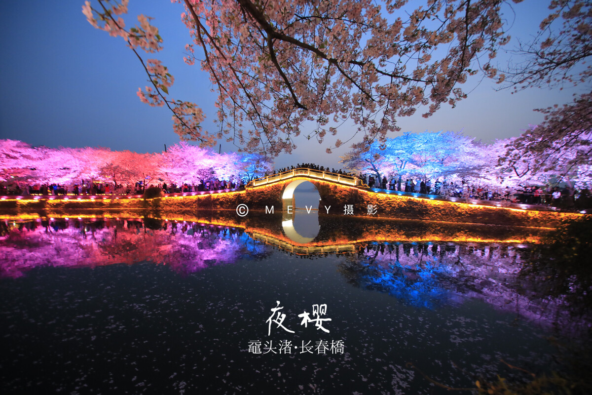 樱鳟鱼_樱鳟鱼图片_樱鳟