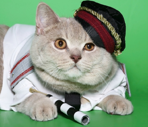 招猫的人有什么说法_招才猫_招猫喜欢的人意味着什么