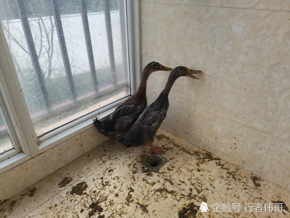老鸭窝永久_老鸭窝永久_老鸭窝永久