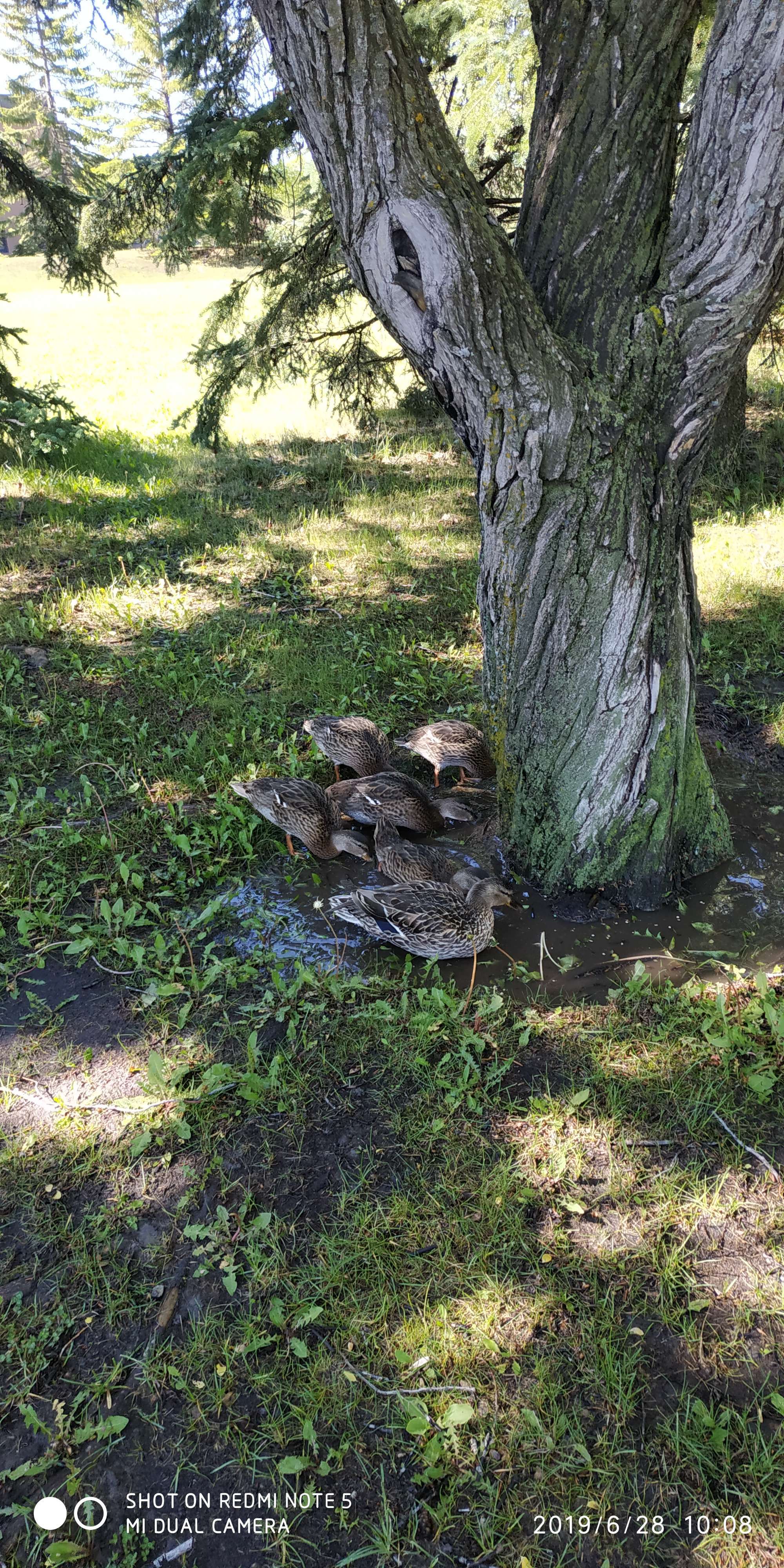 老鸭窝永久_老鸭窝永久_老鸭窝永久