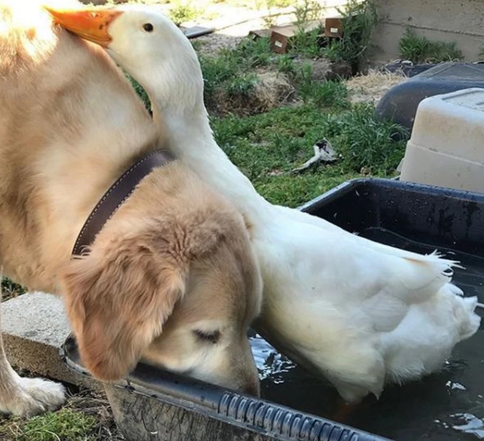 老鸭窝永久_老鸭窝永久_老鸭窝永久
