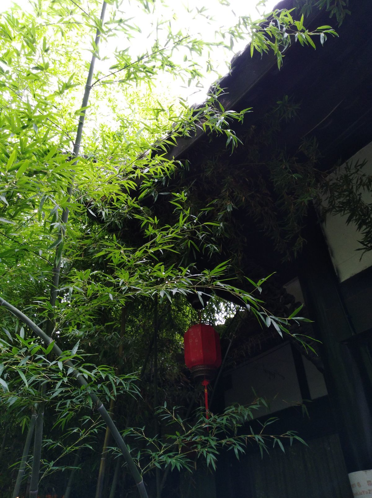 白茉晴_白茉晴_白茉晴