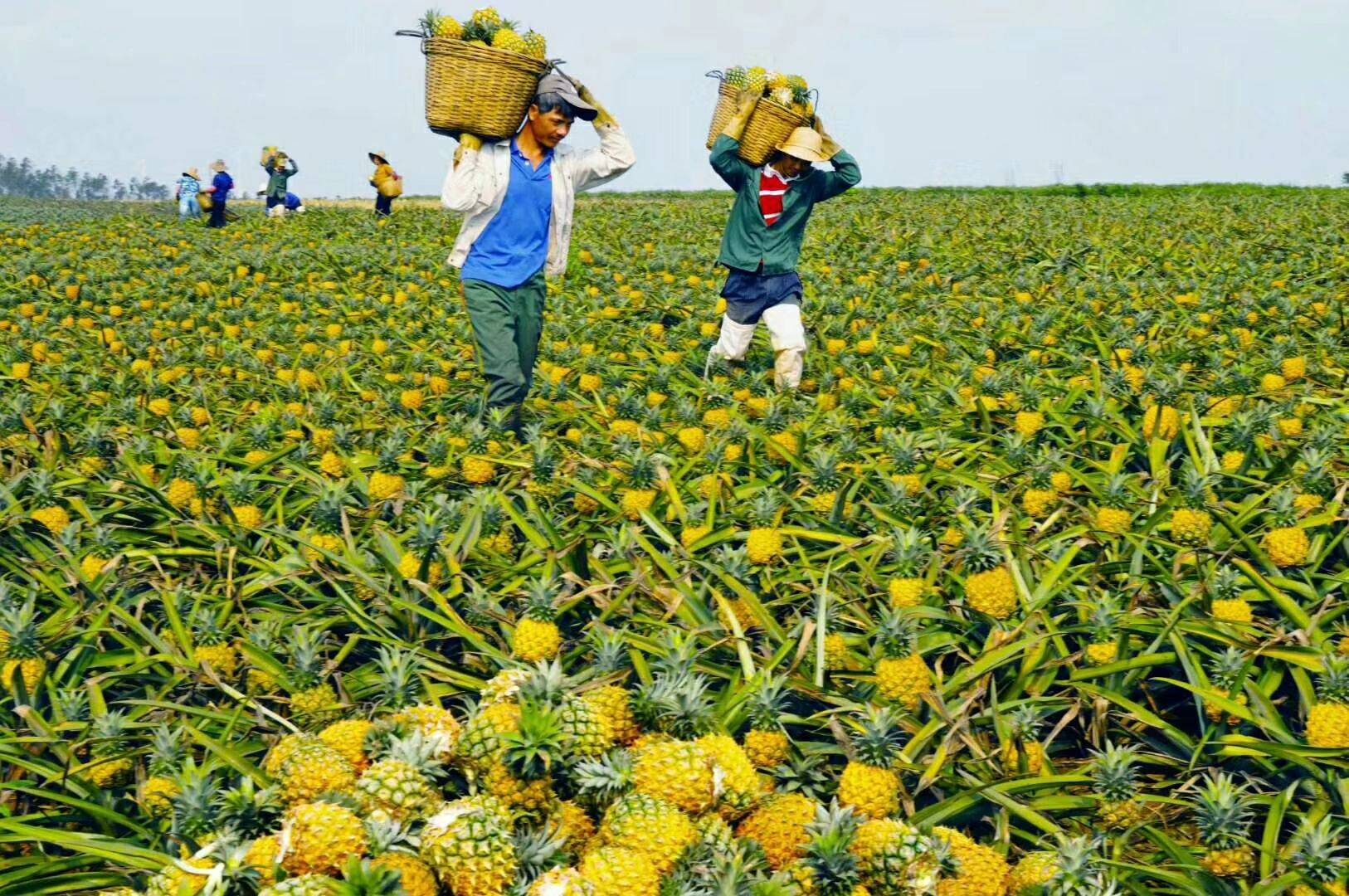 菠萝蜜视频：带你体验浪漫爱情