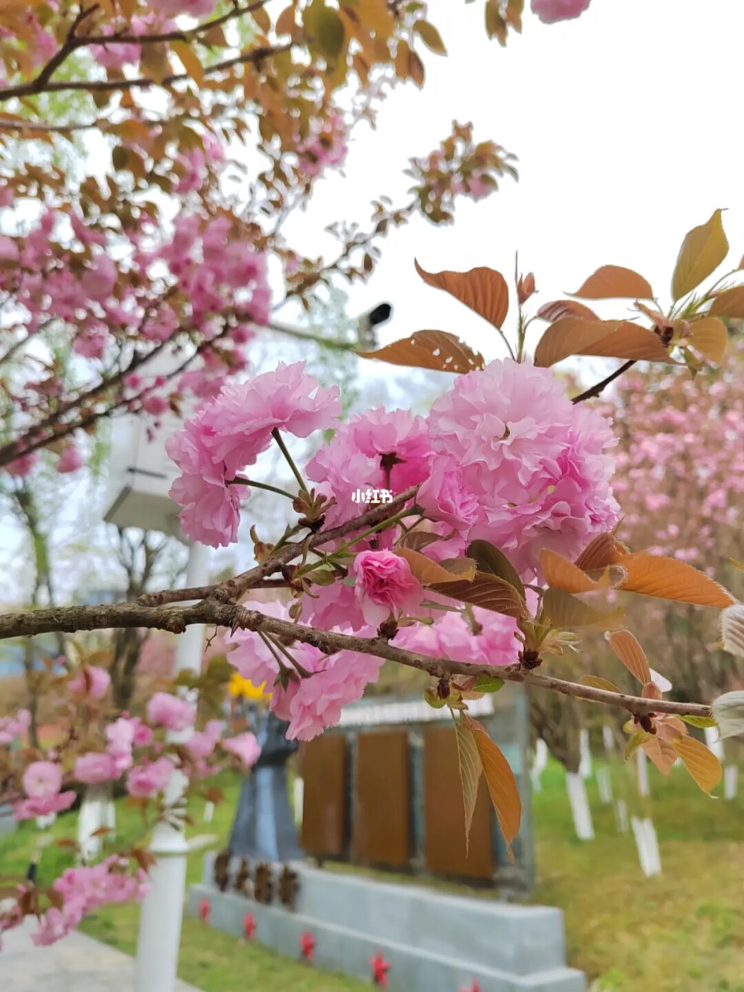 樱花独特盛宴，精彩迷你秀下载