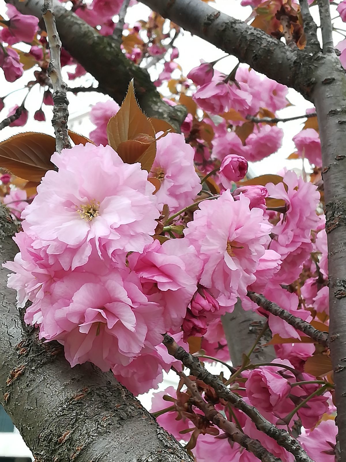 家乡樱花，春天绽放的美景