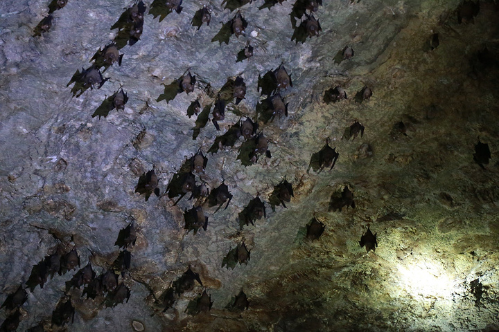 洞穴里蝙蝠聊天，悠闲日子