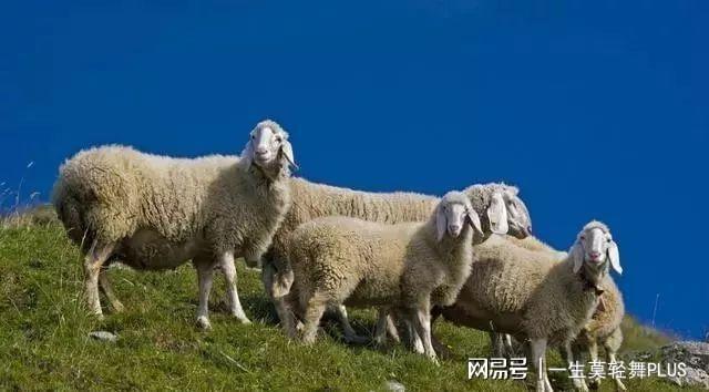 羊村大崩坏灰太狼_喜羊羊与灰太狼羊村大崩坏_羊村崩坏之灰太狼篇