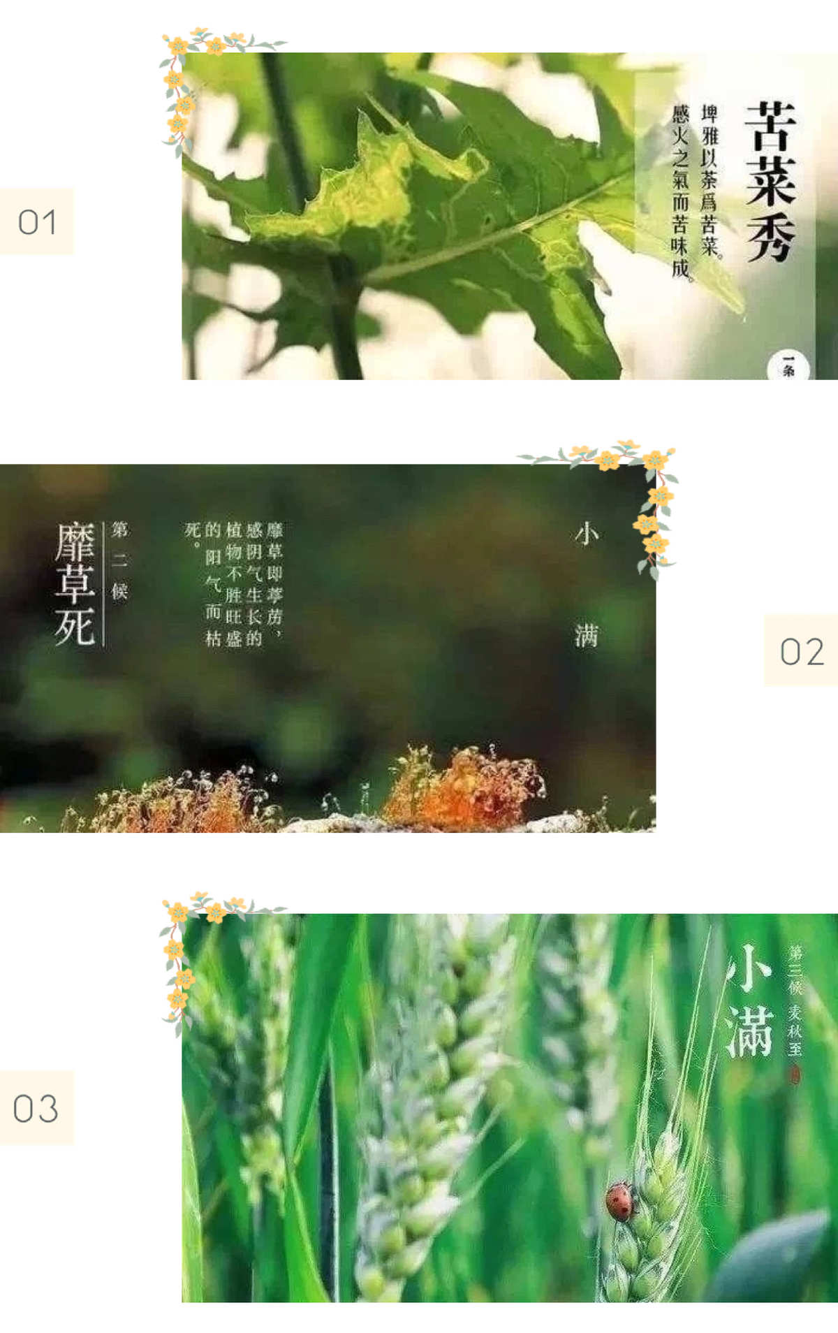 节气小满什么意思_节气小满的意思_节气小满