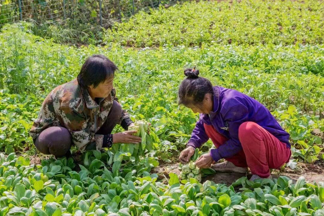 养殖植物手机游戏大全_养植类游戏_手机植物养殖游戏