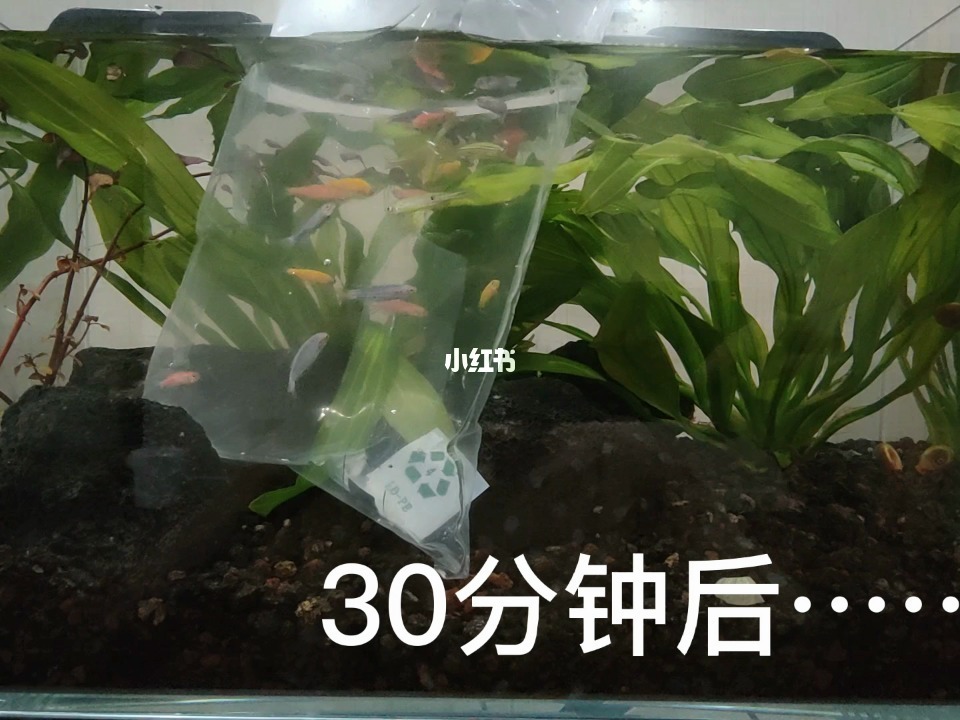 消除养鱼手机游戏软件_消除养鱼手机游戏_点击养鱼的游戏