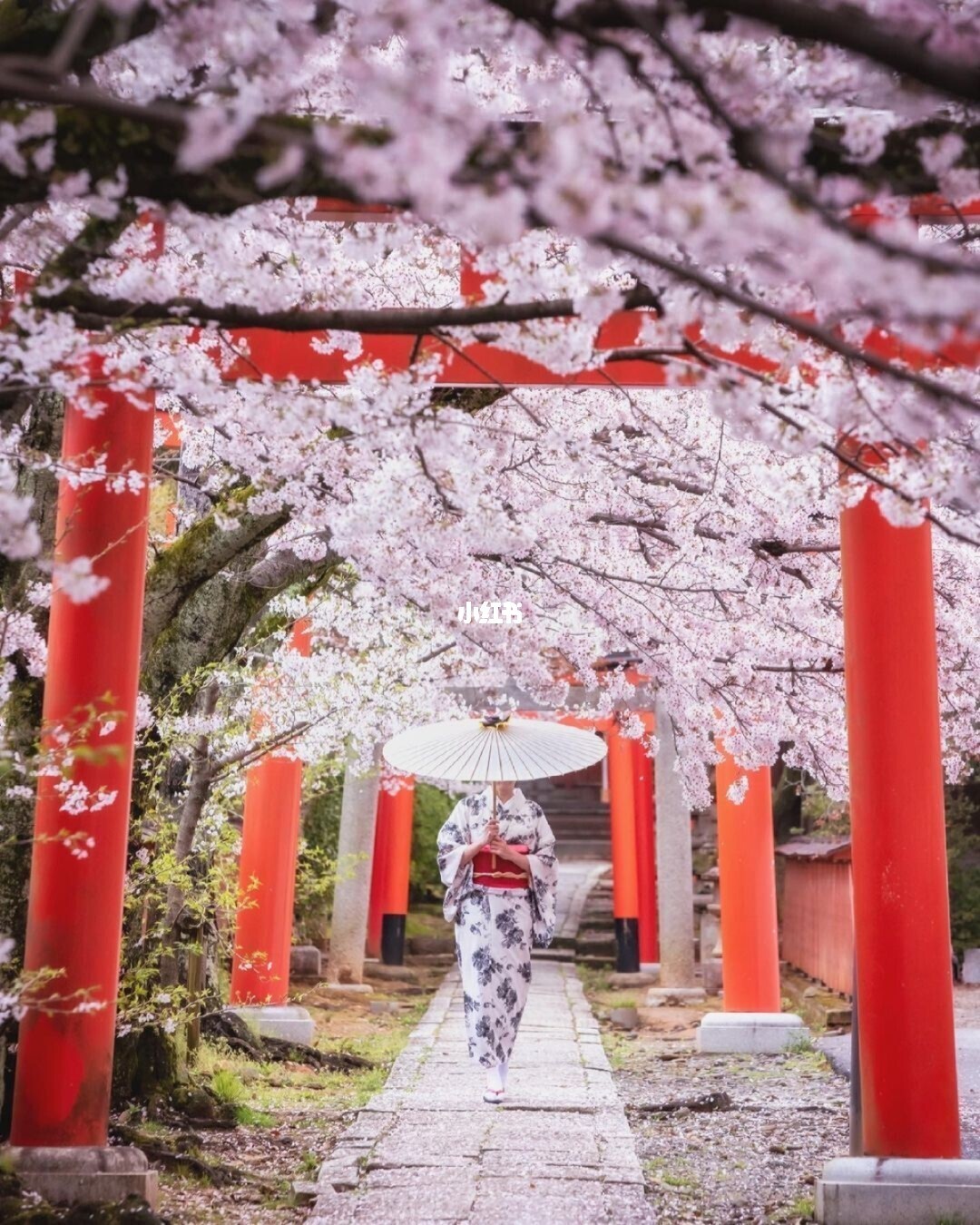 樱小路：京都最美樱花海洋