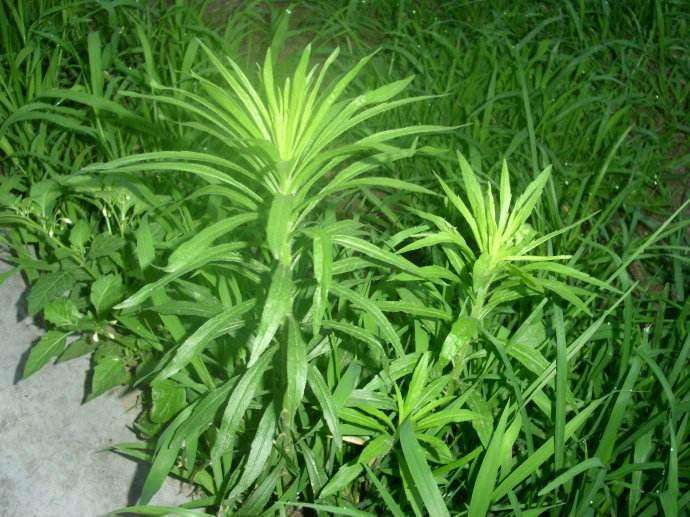 砂狼白子壁纸_砂狼白子头像_砂狼白子