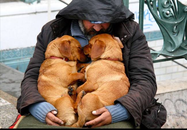 犬王_特警犬王电影_电影犬王