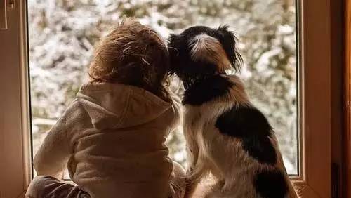 电影犬王_犬王_特警犬王电影