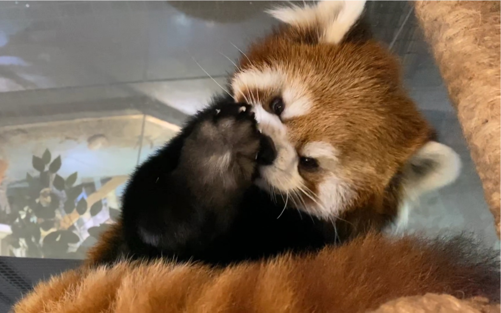 日萌萌王_日萌萌王_日萌萌王
