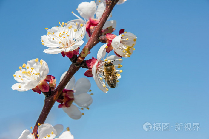 蜜饯图片_蜜蜜_蜜桔
