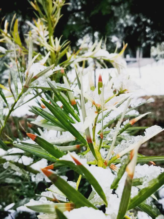 东方夜神雪传说之树_东方夜神雪_东方夜神雪梦幻馆