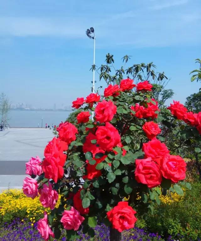3月26_月经推迟不来什么原因_月是故乡明