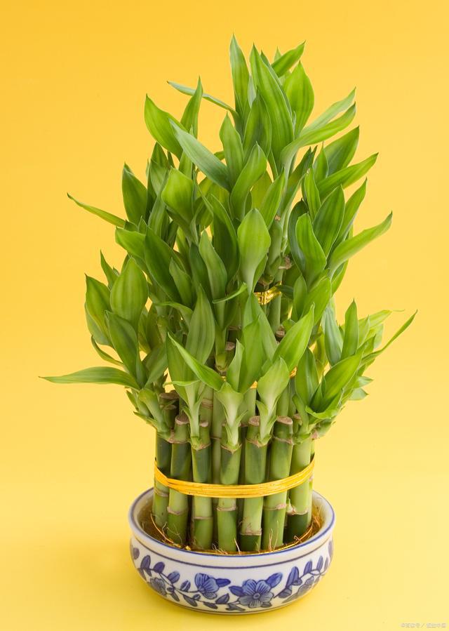 活希儿_希儿_希儿芙乐艾
