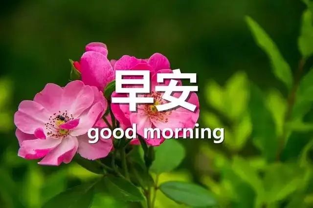 新浪_新太_新岚图free