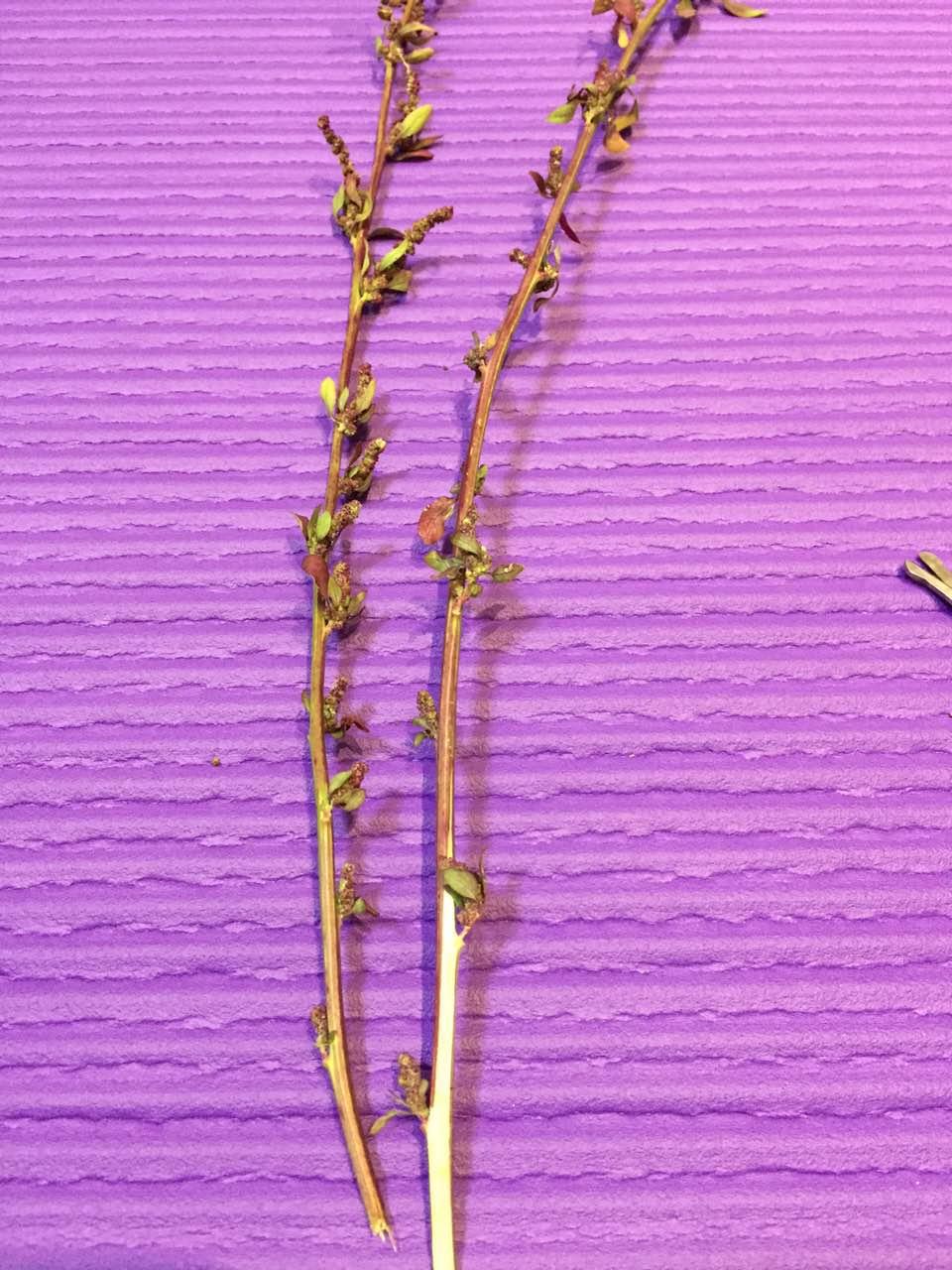拿手机玩游戏对手机有什么影响_为啥许多人用小手机玩游戏_玩手机游戏的手机