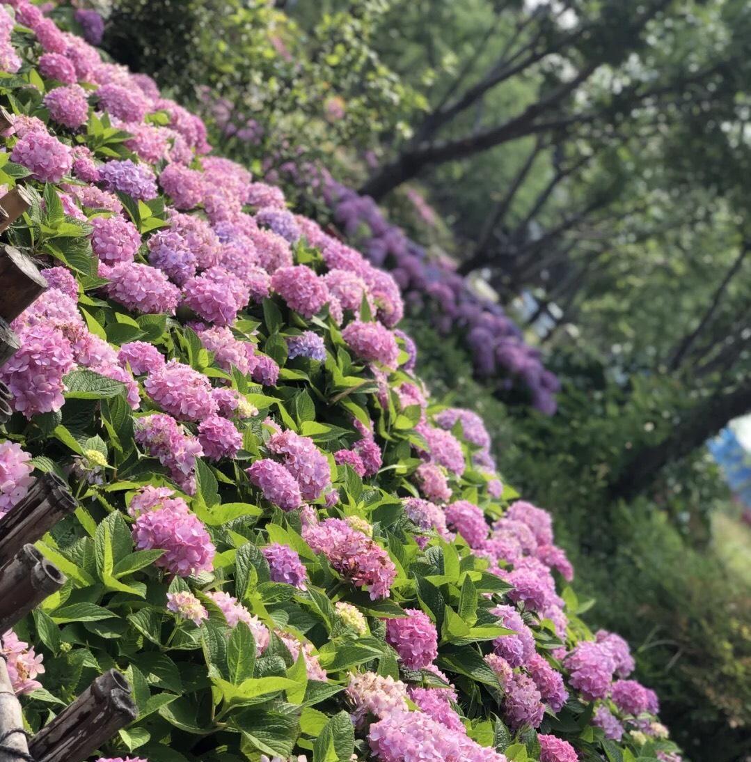 9月28_月夜忆舍弟唐杜甫_月字旁的字有哪些
