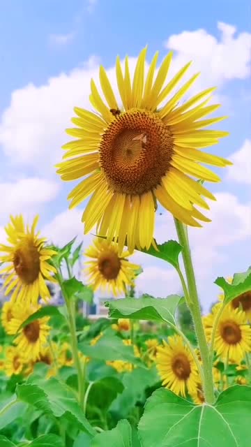 北斗司星刘涛_北斗星司_北斗司星巨