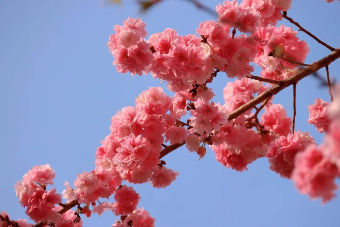 春日樱_春日樱_春日樱