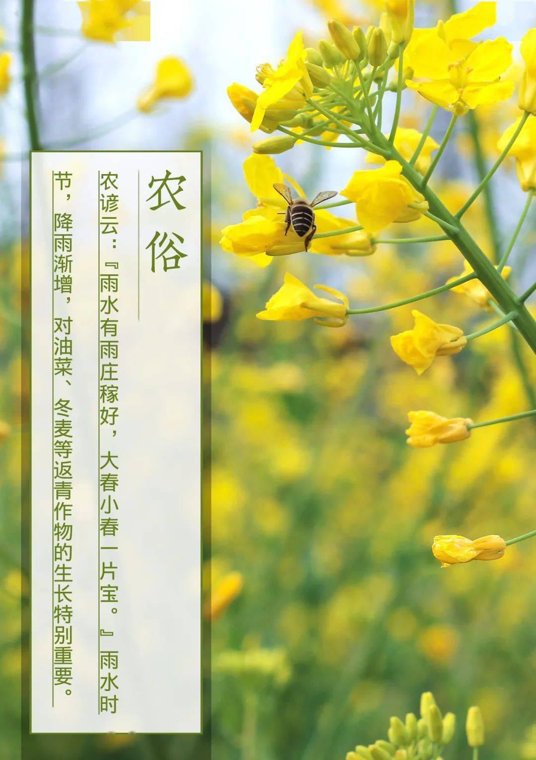 雨水节气文案简短_雨水节气文案简短有趣_雨水节气文案