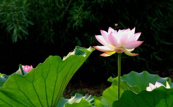 2011年7月14日_那年有润月年_哈尼十月年