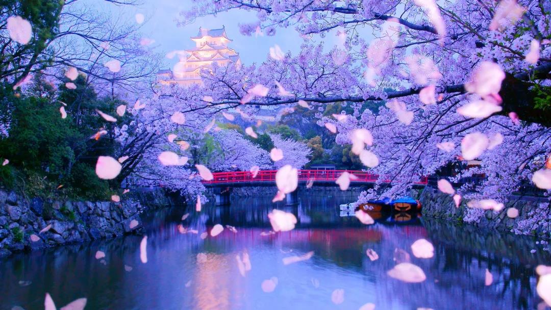 花坂结衣_花坂结衣_花坂结衣