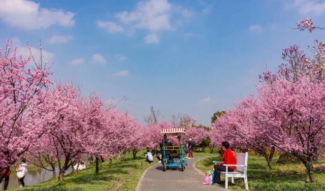 春紫菀什么意思_春紫菀_春紫菀歌词