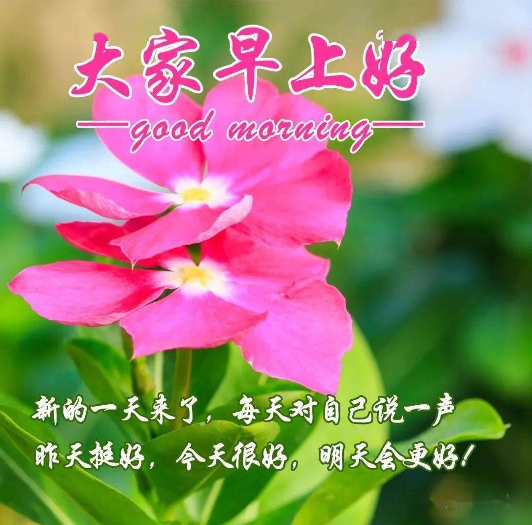 猫报恩动画片免费观看_猫的报恩动画片_猫报恩动画片全集