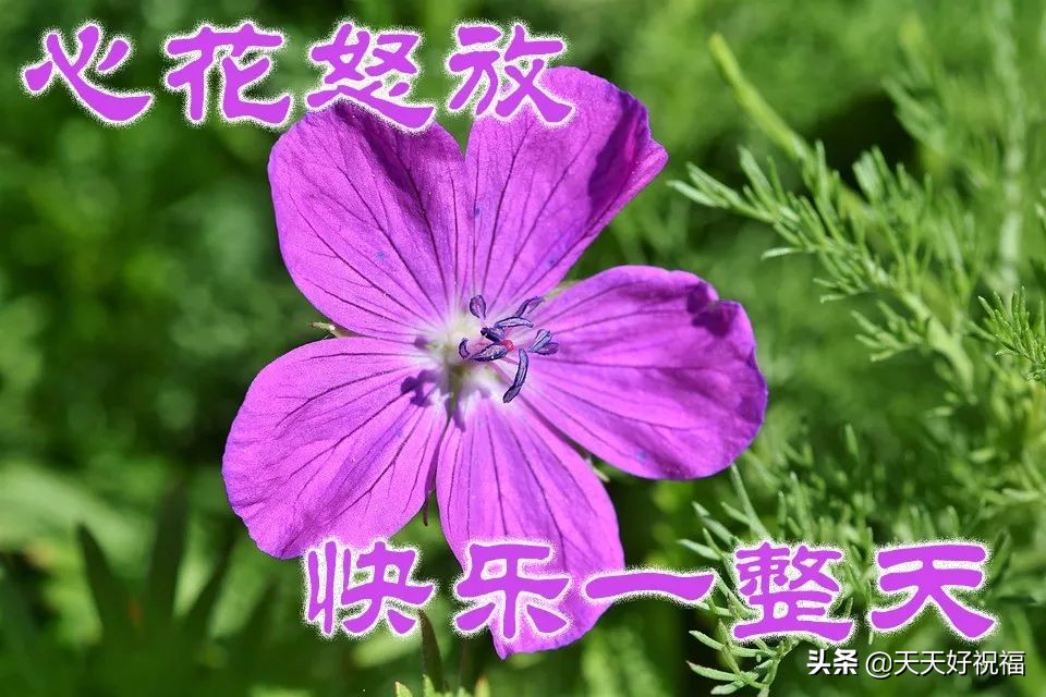 元旦短信祝福领导_元旦短信祝福语2024版大全_元旦祝福的短信